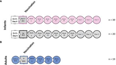 Characterization of the Infant Immune System and the Influence and Immunogenicity of BCG Vaccination in Infant and Adult Rhesus Macaques